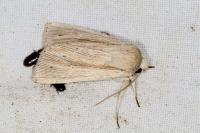 Mythimna straminea