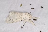 Cerura erminea
