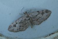 Eupithecia ericeata