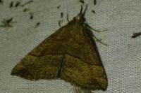 Hypena proboscidalis