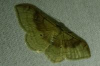 Idaea degeneraria