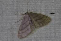 Idaea subsericeata