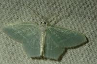 Jodis lactearia