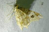 Macaria notata
