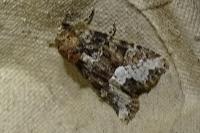 Oligia strigilis/versicolor