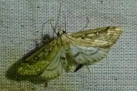 Parapoynx stratiotata