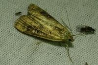 Parapoynx stratiotata