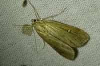 Parapoynx stratiotata