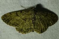 Peribatodes rhomboidaria rhomboidaria