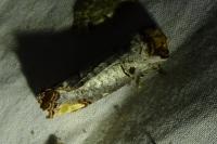 Phalera bucephala