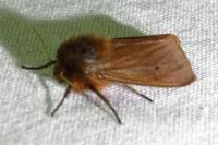 Phragmatobia fuliginosa