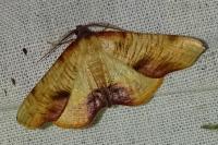 Plagodis dolabraria