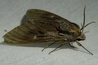 Hyloicus pinastri
