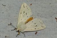 Spilosoma lubricipeda