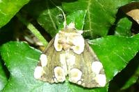Thyatira batis
