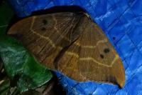 Watsonalla binaria