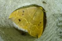 Watsonalla binaria