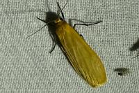Wittia sororcula