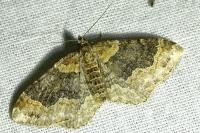 Xanthorhoe ferrugata