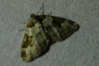 Xanthorhoe fluctuata