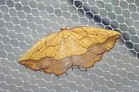 Epione repandaria
