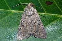 Fissipunctia ypsillon