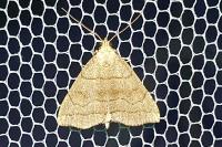 Herminia tarsicrinalis