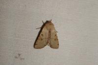 Agrochola lychnidis