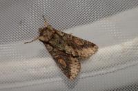 Allophyes oxyacanthae