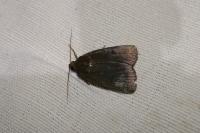 Amphipyra livida
