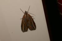 Chesias legatella