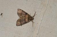 Cymatophorina diluta