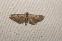 Eupithecia pusillata
