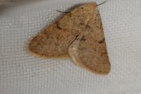Isturgia miniosaria