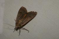Noctua pronuba