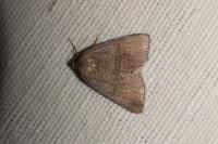 Pachycnemia tibiaria tibiaria