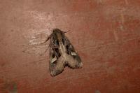 Trigonophora flammea