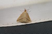 Rhodometra sacraria