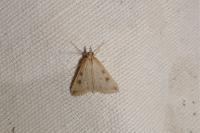 Udea numeralis