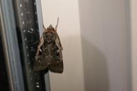 Xestia agathina