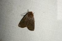 Conistra erythrocephala