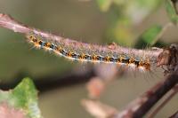 Lasiocampa quercus quercus