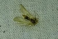Acentria ephemerella