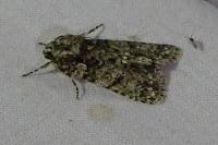 Acronicta rumicis