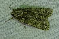 Acronicta rumicis