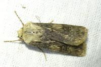Agrotis puta