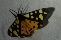Arctia villica