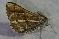 Bupalus piniaria