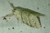 Calliteara pudibunda