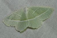 Campaea margaritaria